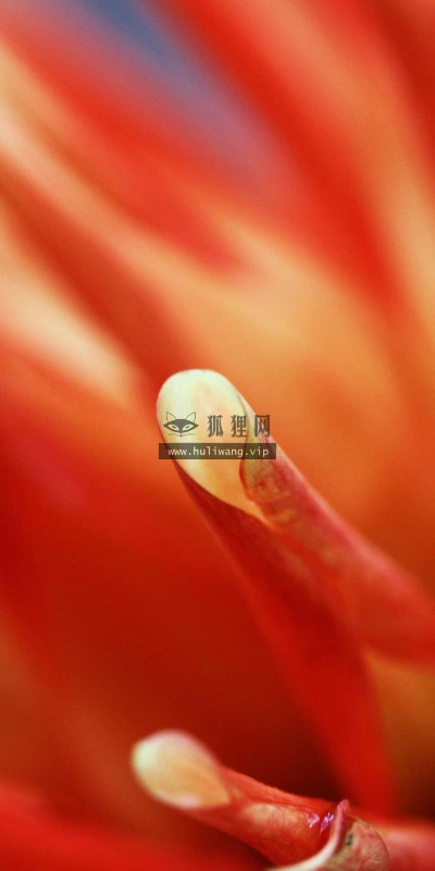 【13156】植物壁纸  2K 高清壁纸2560_1600@青蛙壁纸-笨猫小站