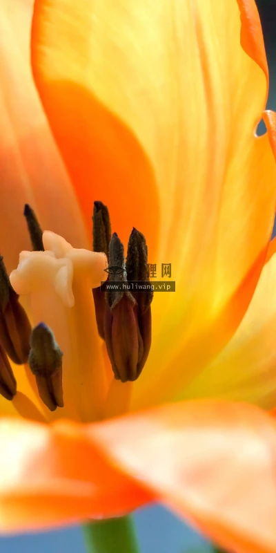 【13157】植物壁纸 2K 高清壁纸2560_1600@青蛙壁纸-笨猫小站