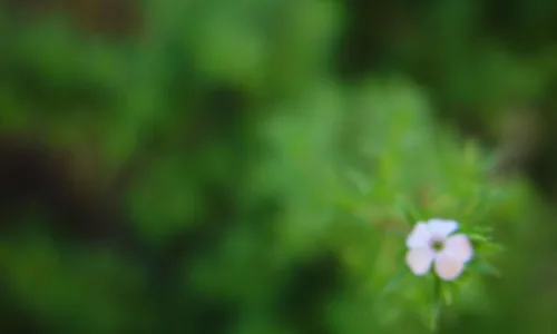 【13158】植物壁纸  2K 高清壁纸2560_1600@青蛙壁纸-笨猫小站