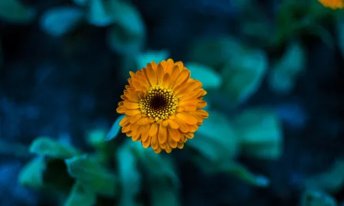 【13159】植物壁纸  2K 高清壁纸2560_1600@青蛙壁纸-笨猫小站