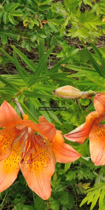 【13160】植物壁纸  2K 高清壁纸2560_1600@青蛙壁纸-笨猫小站