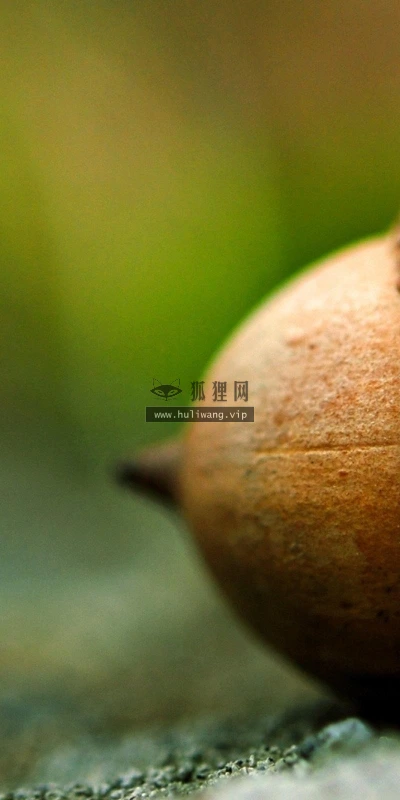 【13161】植物壁纸  2K 高清壁纸2560_1600@青蛙壁纸-笨猫小站