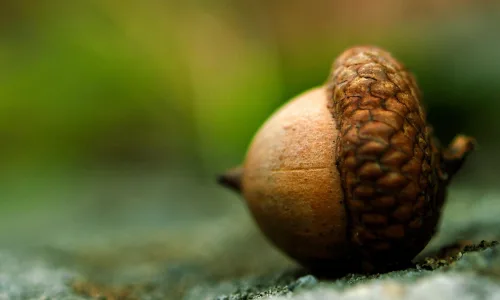 【13161】植物壁纸  2K 高清壁纸2560_1600@青蛙壁纸-笨猫小站