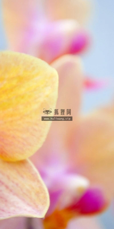 【13165】植物壁纸  2K 高清壁纸2560_1600@青蛙壁纸-笨猫小站