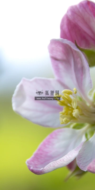 【13166】植物壁纸  2K 高清壁纸2560_1600@青蛙壁纸-笨猫小站