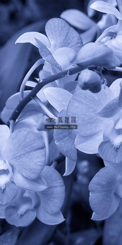 【13168】植物壁纸  2K 高清壁纸2560_1600@青蛙壁纸-笨猫小站