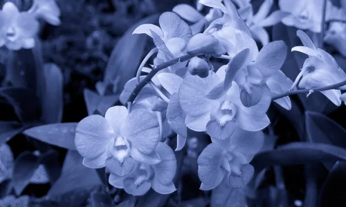【13168】植物壁纸  2K 高清壁纸2560_1600@青蛙壁纸-笨猫小站