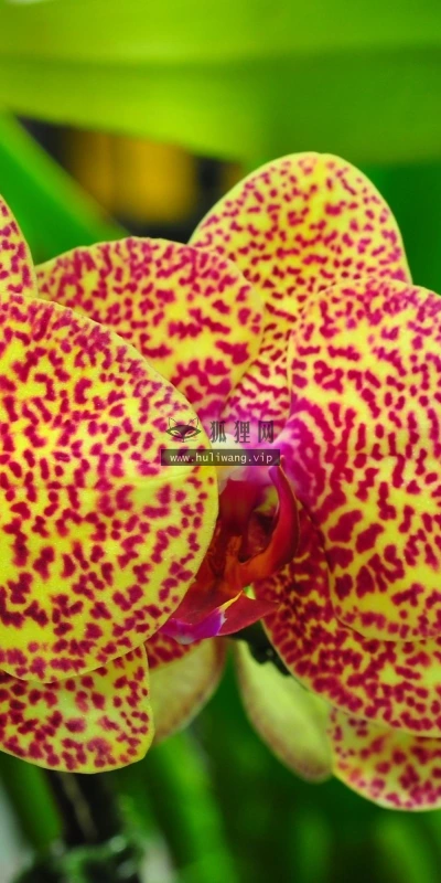 【13169】植物壁纸  2K 高清壁纸2560_1600@青蛙壁纸-笨猫小站