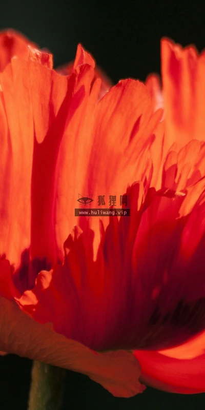 【13171】植物壁纸  2K 高清壁纸2560_1600@青蛙壁纸-笨猫小站