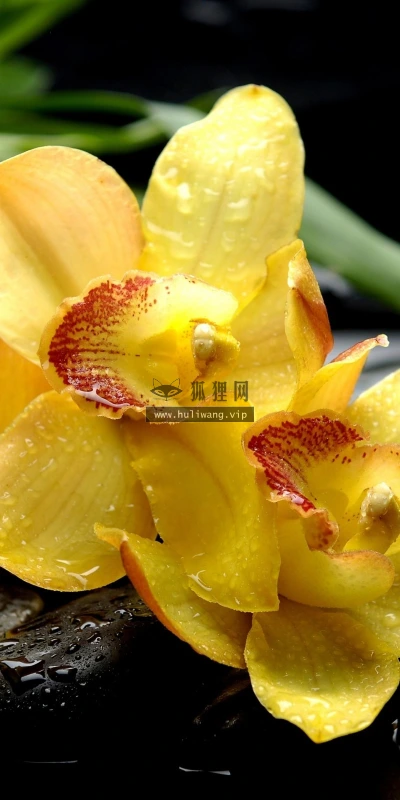 【13174】植物壁纸  2K 高清壁纸2560_1600@青蛙壁纸-笨猫小站