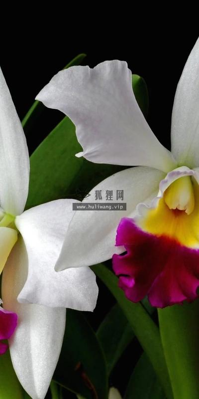 【13178】植物壁纸  2K 高清壁纸2560_1600@青蛙壁纸-笨猫小站
