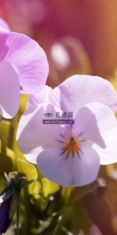 【13179】植物壁纸  2K 高清壁纸2560_1600@青蛙壁纸-笨猫小站