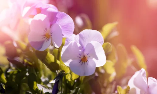 【13179】植物壁纸  2K 高清壁纸2560_1600@青蛙壁纸-笨猫小站