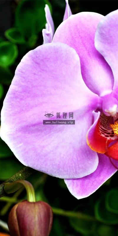 【13180】植物壁纸  2K 高清壁纸2560_1600@青蛙壁纸-笨猫小站