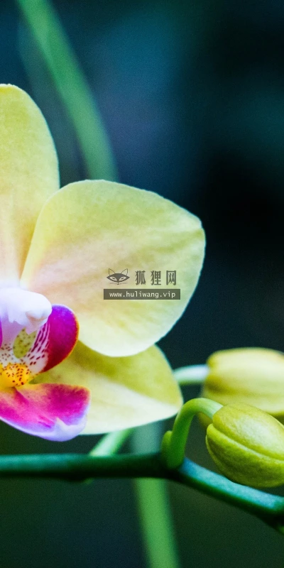 【13181】植物壁纸  2K 高清壁纸2560_1600@青蛙壁纸-笨猫小站