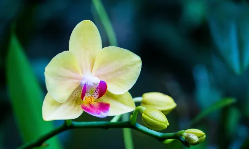 【13181】植物壁纸  2K 高清壁纸2560_1600@青蛙壁纸-笨猫小站