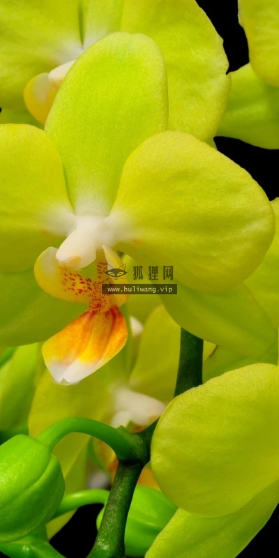 【13183】植物壁纸  2K 高清壁纸2560_1600@青蛙壁纸-笨猫小站