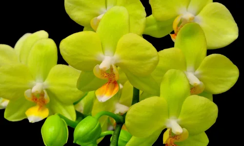 【13183】植物壁纸  2K 高清壁纸2560_1600@青蛙壁纸-笨猫小站
