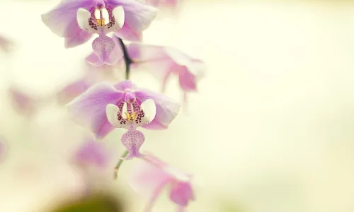【13184】植物壁纸  2K 高清壁纸2560_1600@青蛙壁纸-笨猫小站