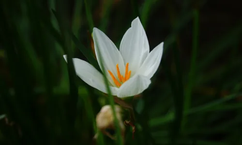 【13185】植物壁纸  2K 高清壁纸2560_1600@青蛙壁纸-笨猫小站