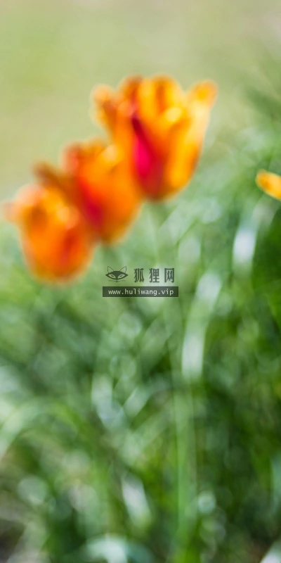【13188】植物壁纸  2K 高清壁纸2560_1600@青蛙壁纸-笨猫小站