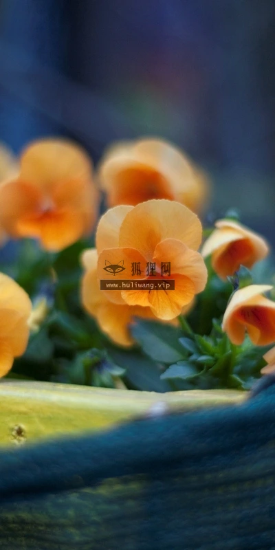 【13191】植物壁纸  2K 高清壁纸2560_1600@青蛙壁纸-笨猫小站