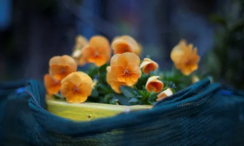 【13191】植物壁纸  2K 高清壁纸2560_1600@青蛙壁纸-笨猫小站
