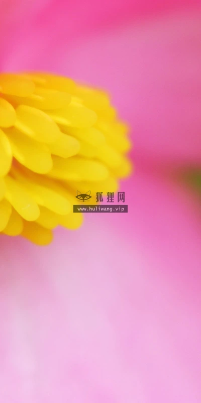 【13194】植物壁纸  2K 高清壁纸2560_1600@青蛙壁纸-笨猫小站