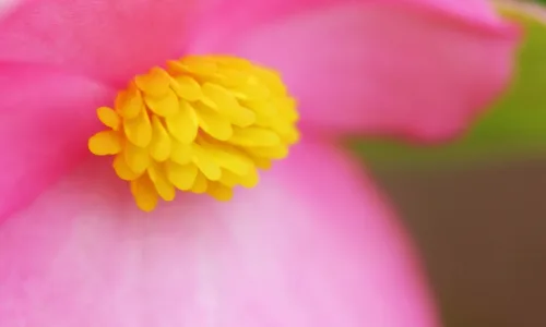 【13194】植物壁纸  2K 高清壁纸2560_1600@青蛙壁纸-笨猫小站