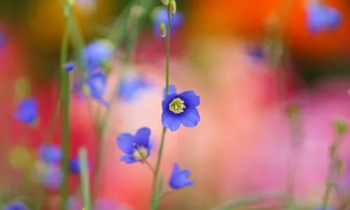 【13195】植物壁纸  2K 高清壁纸2560_1600@青蛙壁纸-笨猫小站