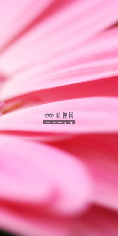 【13196】植物壁纸  2K 高清壁纸2560_1600@青蛙壁纸-笨猫小站
