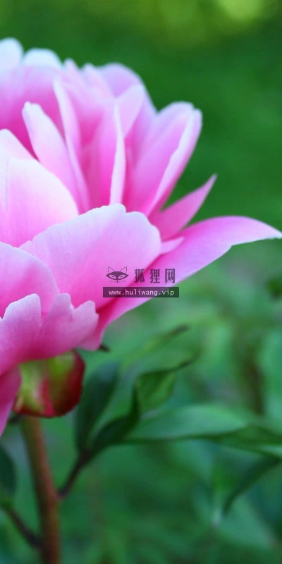 【13197】植物壁纸  2K 高清壁纸2560_1600@青蛙壁纸-笨猫小站