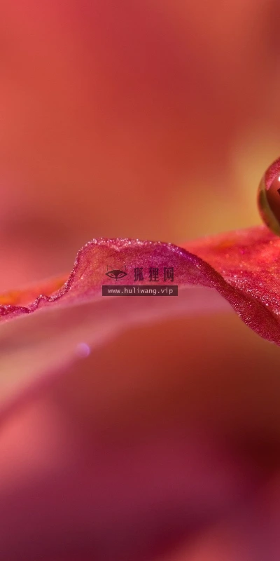 【13198】植物壁纸  2K 高清壁纸2560_1600@青蛙壁纸-笨猫小站
