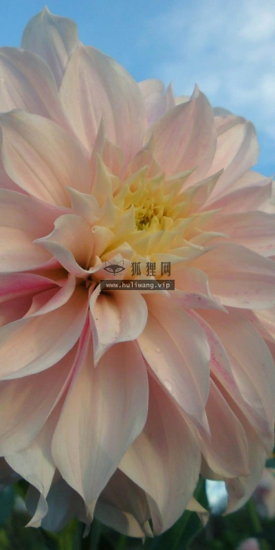 【13199】植物壁纸  2K 高清壁纸2560_1600@青蛙壁纸-笨猫小站