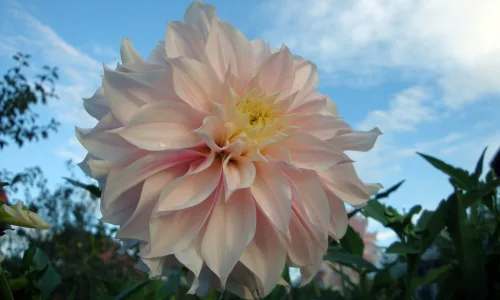 【13199】植物壁纸  2K 高清壁纸2560_1600@青蛙壁纸-笨猫小站