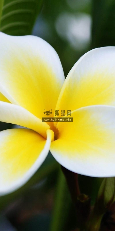 【13200】植物壁纸  2K 高清壁纸2560_1600@青蛙壁纸-笨猫小站