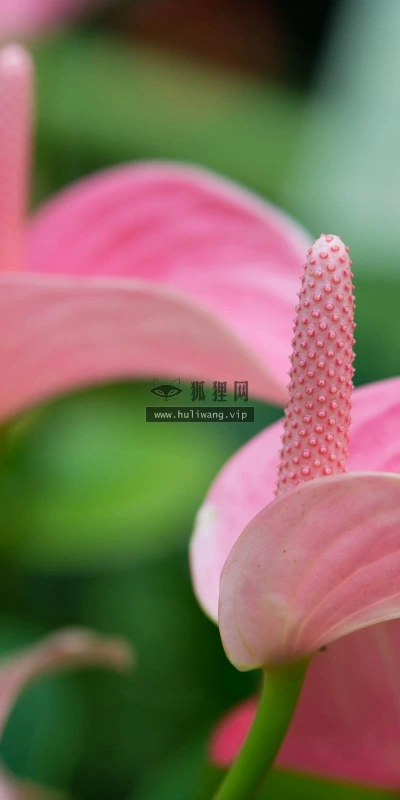 【13202】植物壁纸  2K 高清壁纸2560_1600@青蛙壁纸-笨猫小站