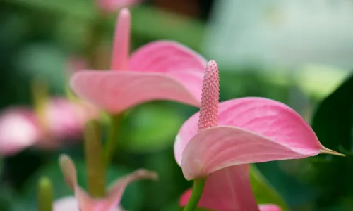 【13202】植物壁纸  2K 高清壁纸2560_1600@青蛙壁纸-笨猫小站 - 青蛙壁纸 -狐狸小站