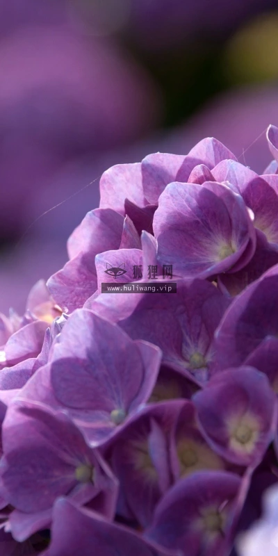 【13207】植物壁纸  2K 高清壁纸2560_1600@青蛙壁纸-笨猫小站