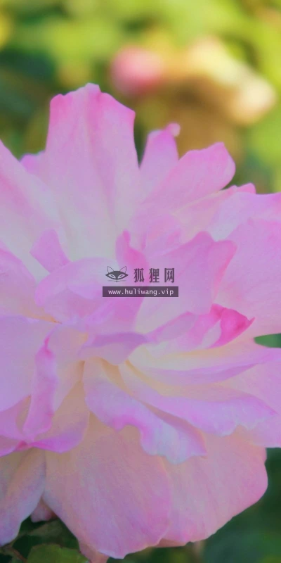 【13208】植物壁纸  2K 高清壁纸2560_1600@青蛙壁纸-笨猫小站