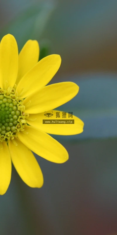 【13209】植物壁纸  2K 高清壁纸2560_1600@青蛙壁纸-笨猫小站