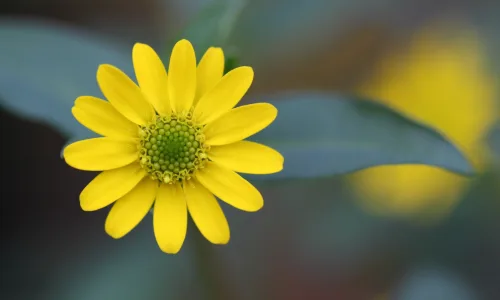 【13209】植物壁纸  2K 高清壁纸2560_1600@青蛙壁纸-笨猫小站