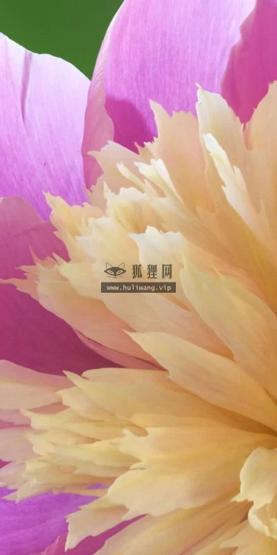 【13210】植物壁纸  2K 高清壁纸2560_1600@青蛙壁纸-笨猫小站