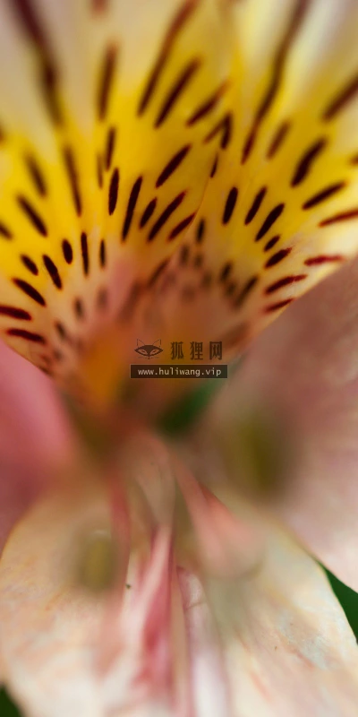 【13211】植物壁纸  2K 高清壁纸2560_1600@青蛙壁纸-笨猫小站