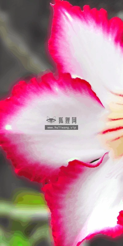 【13212】植物壁纸  2K 高清壁纸2560_1600@青蛙壁纸-笨猫小站