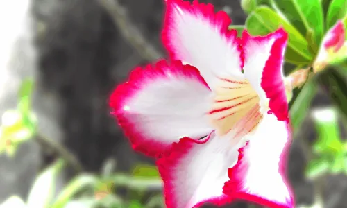 【13212】植物壁纸  2K 高清壁纸2560_1600@青蛙壁纸-笨猫小站
