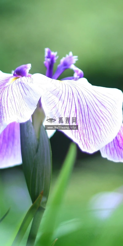 【13214】植物壁纸  2K 高清壁纸2560_1600@青蛙壁纸-笨猫小站
