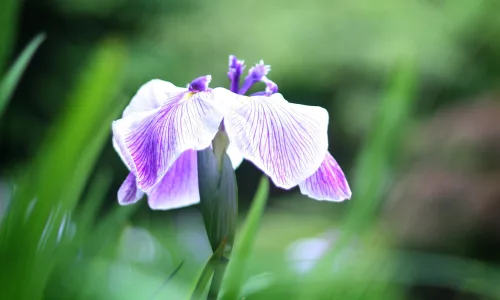 【13214】植物壁纸  2K 高清壁纸2560_1600@青蛙壁纸-笨猫小站