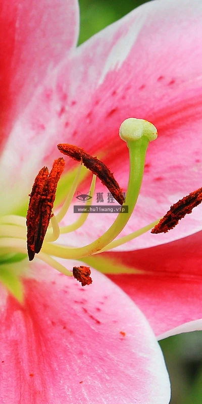 【13217】植物壁纸  2K 高清壁纸2560_1600@青蛙壁纸-笨猫小站