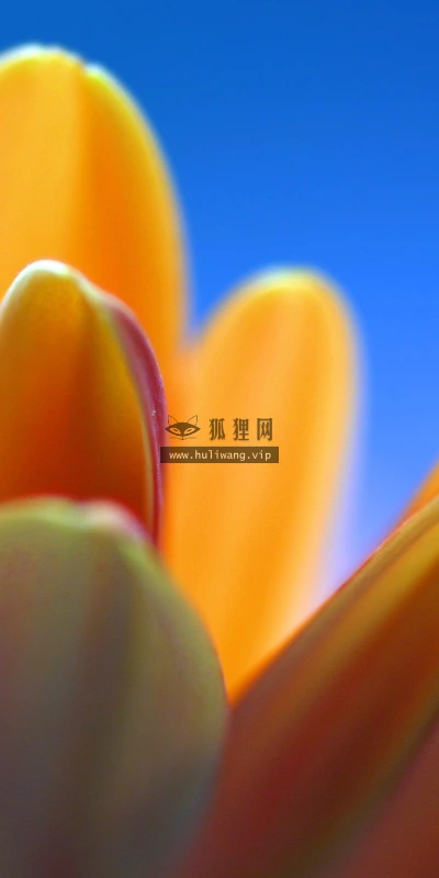 【13219】植物壁纸  2K 高清壁纸2560_1600@青蛙壁纸-笨猫小站